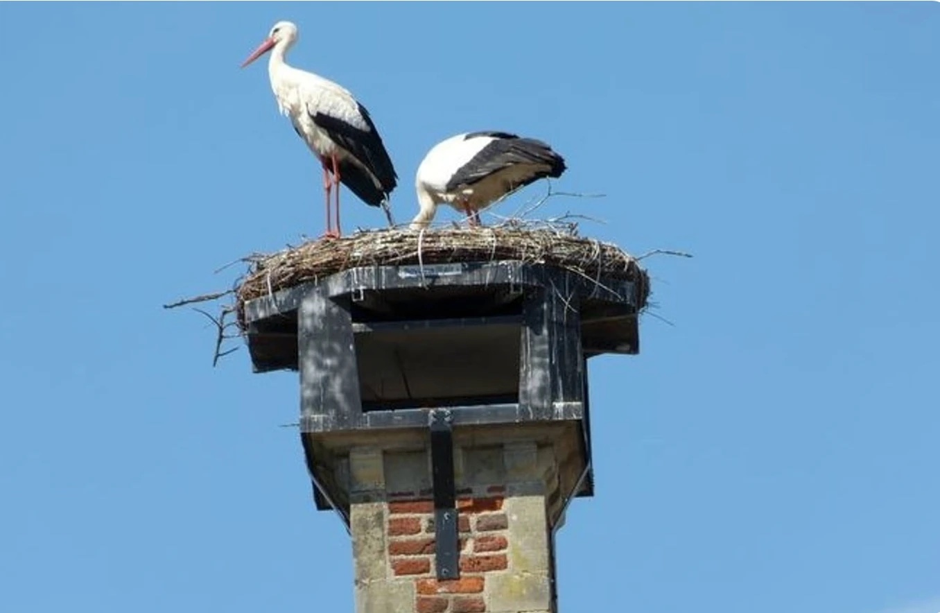 Twee ooievaars op hun nest bovenop de schouw van het stadhuis